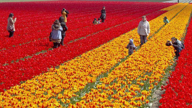 Tulips